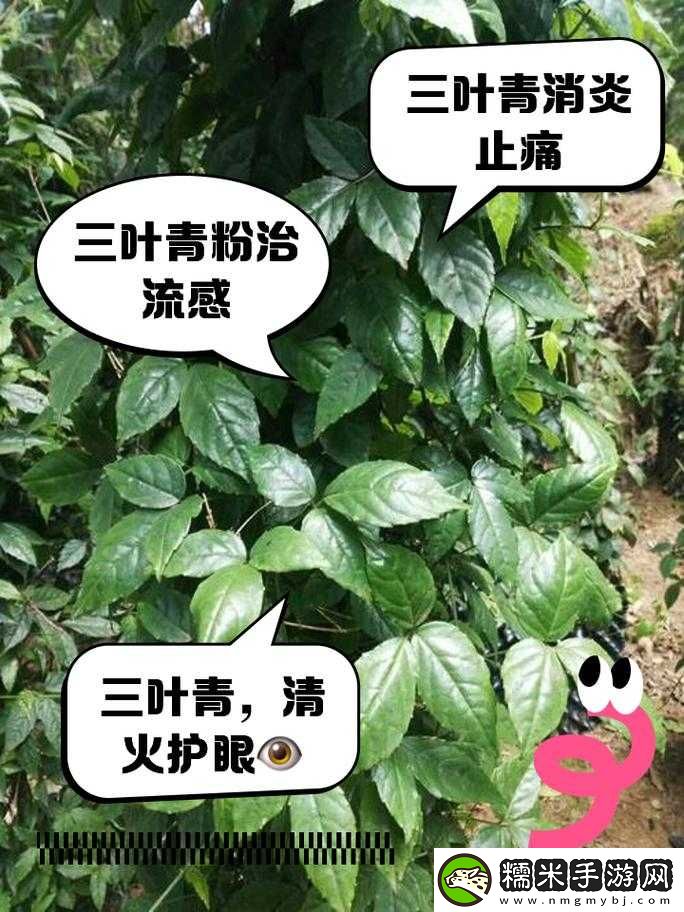 三葉草