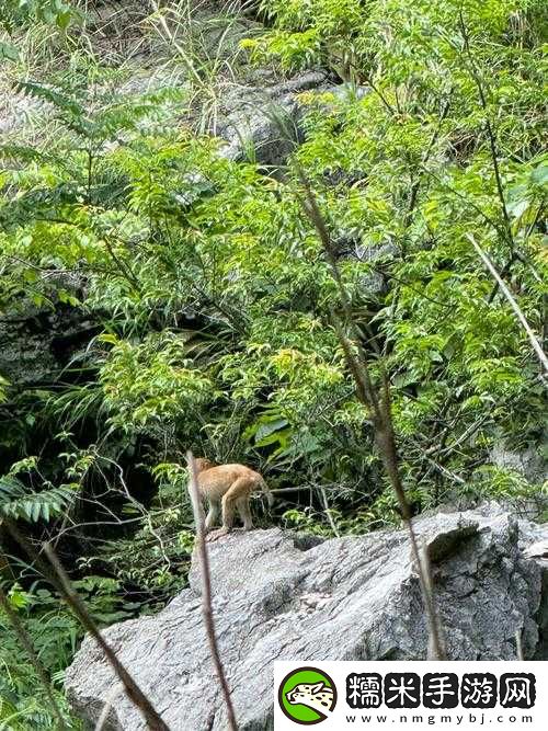 兩只猴子可以成為夫妻嗎