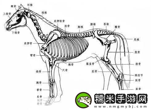 馬是怎么和人交流配的