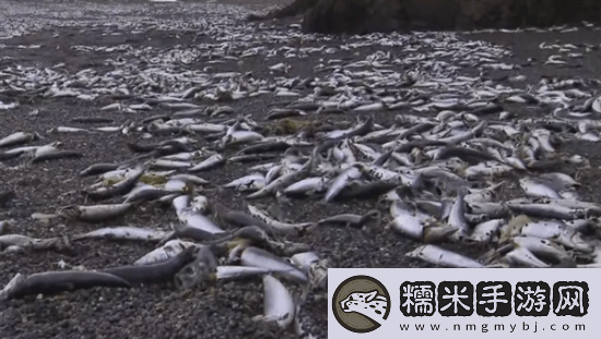 北海道一沙灘現(xiàn)大量死魚(yú)