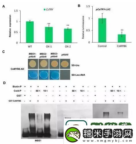 探索雜交BUCSM人類SSBA的科學(xué)意義與未來發(fā)展